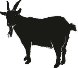 Black Goat